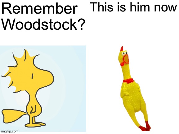 Feeling old yet? | Remember Woodstock? This is him now | image tagged in funny | made w/ Imgflip meme maker