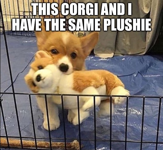 Corgo <3 | THIS CORGI AND I HAVE THE SAME PLUSHIE | image tagged in corgi,kawaii,aww,animals | made w/ Imgflip meme maker