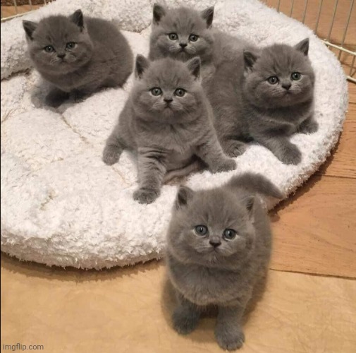 If You're Having A Bad Day, These Cute Kitties Will Make You Smile | made w/ Imgflip meme maker