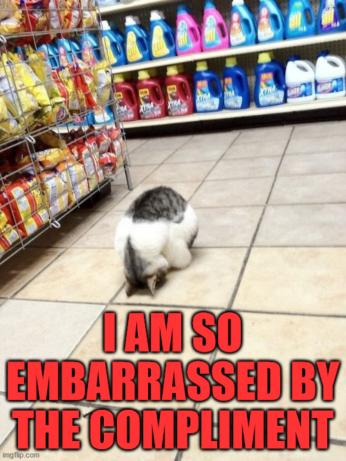Cat bowing in store | I AM SO EMBARRASSED BY THE COMPLIMENT | image tagged in cat bowing in store | made w/ Imgflip meme maker