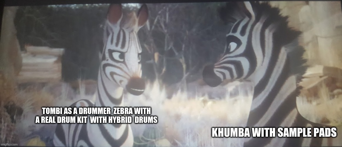Zebra Drummers vs electronic drums | TOMBI AS A DRUMMER  ZEBRA WITH A REAL DRUM KIT  WITH HYBRID  DRUMS; KHUMBA WITH SAMPLE PADS | image tagged in zebra | made w/ Imgflip meme maker