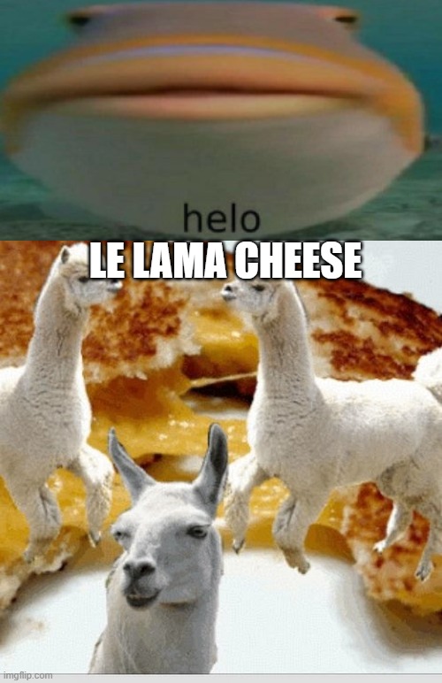 w h a t i s t h i s p l a c e | LE LAMA CHEESE | image tagged in helo | made w/ Imgflip meme maker