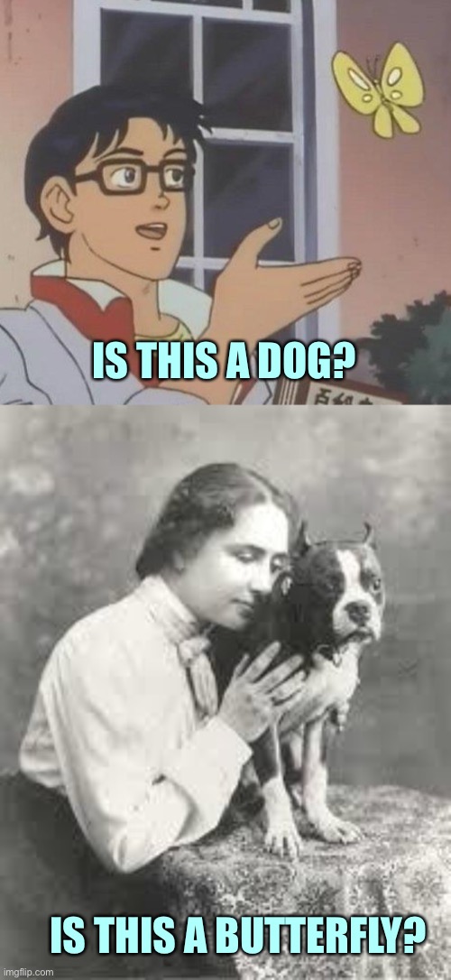 IS THIS A DOG? IS THIS A BUTTERFLY? | image tagged in memes,is this a pigeon,hellen keller | made w/ Imgflip meme maker
