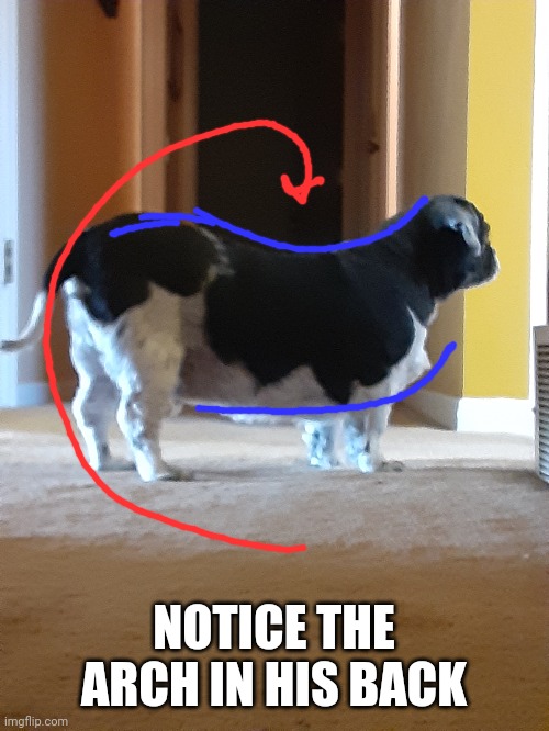 My grandma's dog btw | NOTICE THE ARCH IN HIS BACK | made w/ Imgflip meme maker