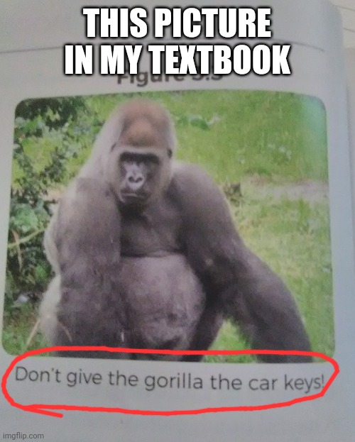 Textbook | THIS PICTURE IN MY TEXTBOOK | image tagged in gorilla,school | made w/ Imgflip meme maker