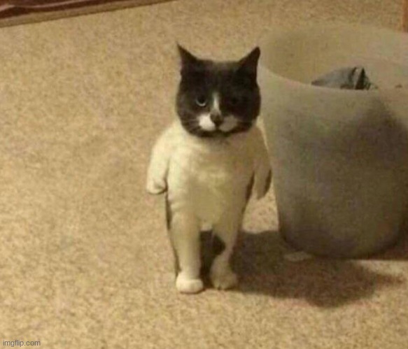 blursed cat | image tagged in blursed cat | made w/ Imgflip meme maker