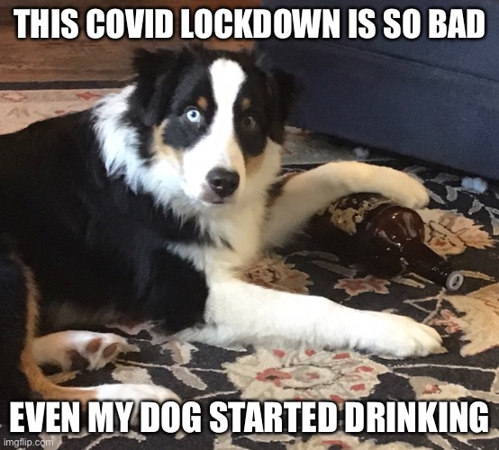 Confirm title and tags | THIS COVID LOCKDOWN IS SO BAD; EVEN MY DOG STARTED DRINKING | image tagged in drunk dog,covid-19 | made w/ Imgflip meme maker