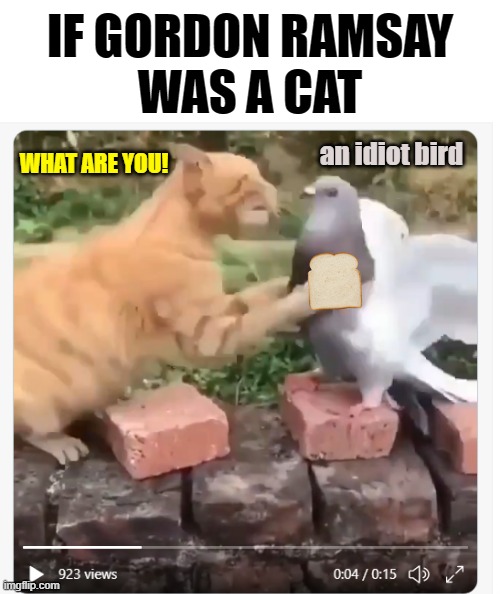 Hell's kitty | an idiot bird; WHAT ARE YOU! | image tagged in funny cats,funny,memes,chef gordon ramsay | made w/ Imgflip meme maker