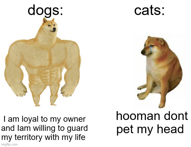 Buff Doge vs. Cheems Meme | dogs:; cats:; I am loyal to my owner and Iam willing to guard my territory with my life; hooman dont pet my head | image tagged in memes,buff doge vs cheems | made w/ Imgflip meme maker