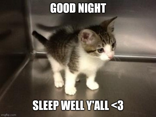 GOOD NIGHT; SLEEP WELL Y'ALL <3 | image tagged in cute kitten | made w/ Imgflip meme maker