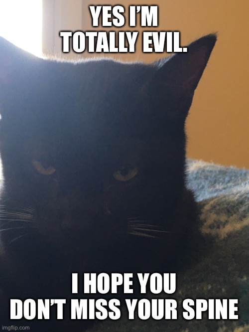Murder Cat | YES I’M TOTALLY EVIL. I HOPE YOU DON’T MISS YOUR SPINE | image tagged in cats | made w/ Imgflip meme maker