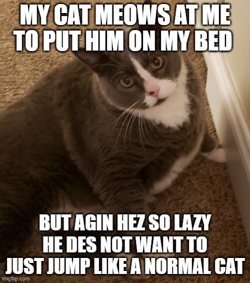 my cat is sooo lazy | MY CAT MEOWS AT ME TO PUT HIM ON MY BED; BUT AGIN HEZ SO LAZY HE DES NOT WANT TO JUST JUMP LIKE A NORMAL CAT | image tagged in fat cat | made w/ Imgflip meme maker