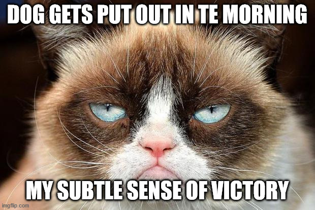 Grumpy Cat Not Amused |  DOG GETS PUT OUT IN TE MORNING; MY SUBTLE SENSE OF VICTORY | image tagged in memes,grumpy cat not amused,grumpy cat | made w/ Imgflip meme maker