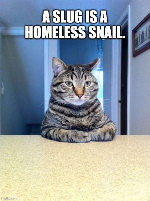 Take A Seat Cat |  A SLUG IS A HOMELESS SNAIL. | image tagged in memes,take a seat cat | made w/ Imgflip meme maker