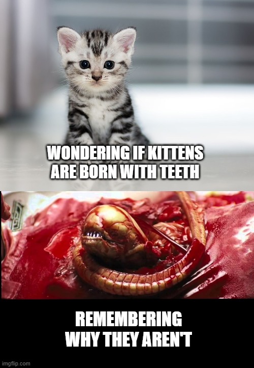 WONDERING IF KITTENS ARE BORN WITH TEETH; REMEMBERING WHY THEY AREN'T | image tagged in memes | made w/ Imgflip meme maker