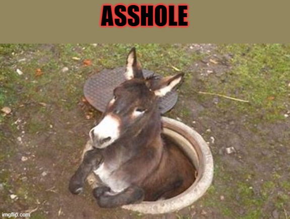 Asshole | ASSHOLE | image tagged in asshole,donkey,ass,hole,funny | made w/ Imgflip meme maker