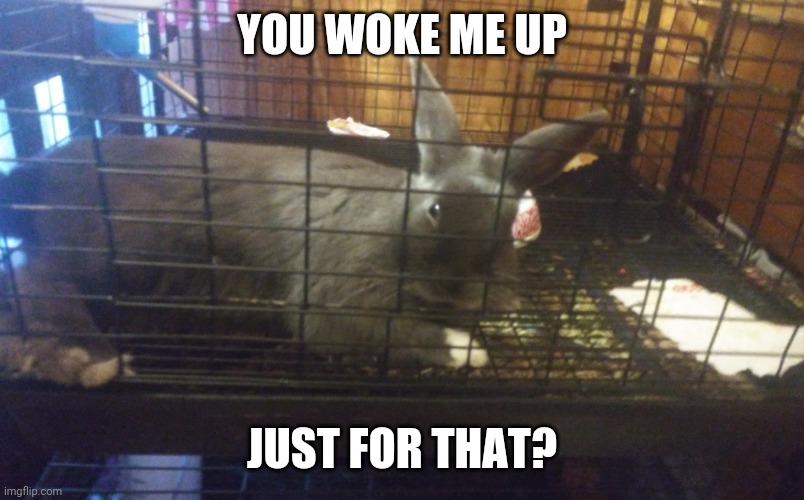 I realized that I never posted a picture of my rabbit Hoppy | YOU WOKE ME UP; JUST FOR THAT? | image tagged in cute animals,bunny | made w/ Imgflip meme maker