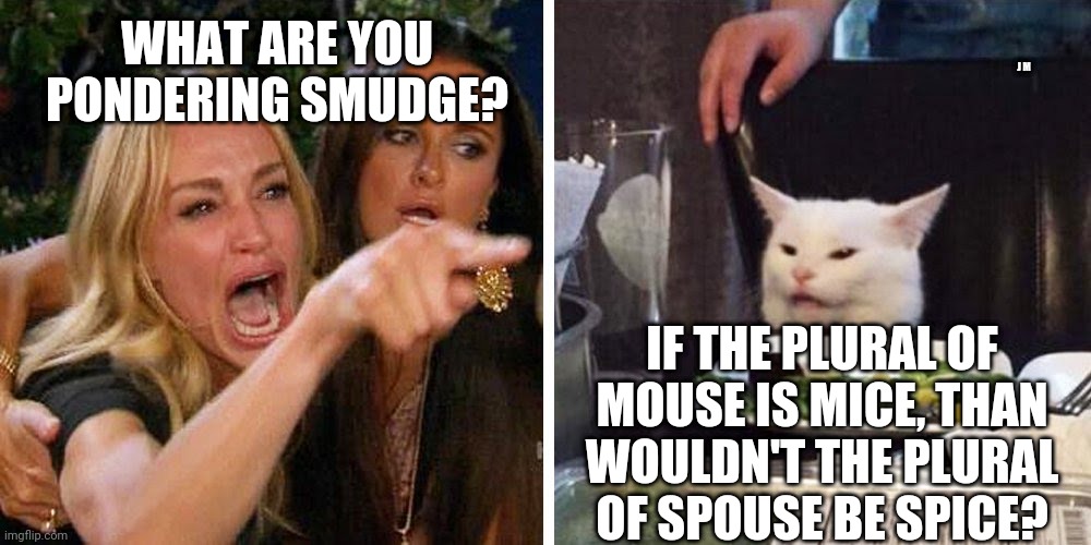 Smudge the cat | J M; WHAT ARE YOU PONDERING SMUDGE? IF THE PLURAL OF MOUSE IS MICE, THAN WOULDN'T THE PLURAL OF SPOUSE BE SPICE? | image tagged in smudge the cat | made w/ Imgflip meme maker