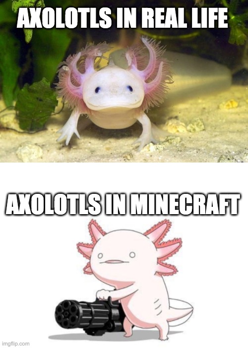 AXOLOTLS IN REAL LIFE; AXOLOTLS IN MINECRAFT | image tagged in blank white template | made w/ Imgflip meme maker
