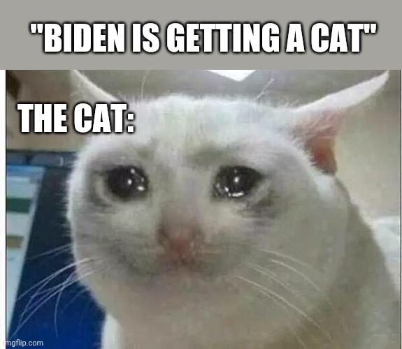 Still not president | "BIDEN IS GETTING A CAT"; THE CAT: | image tagged in crying cat | made w/ Imgflip meme maker