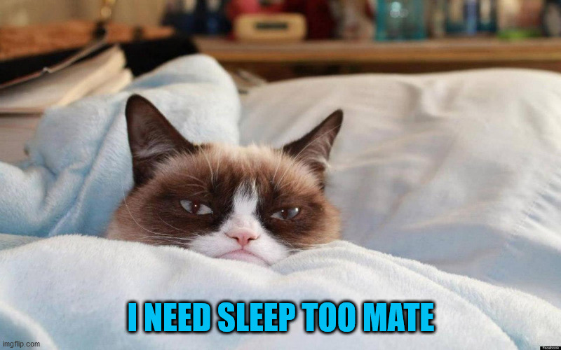 grumpy cat bed | I NEED SLEEP TOO MATE | image tagged in grumpy cat bed | made w/ Imgflip meme maker