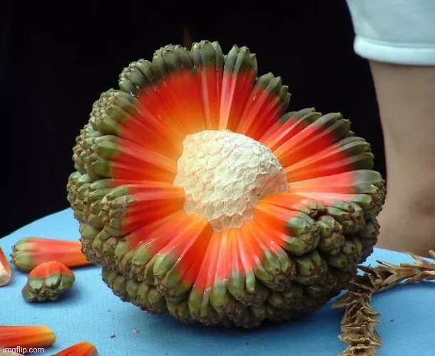 Hawaiian Hala Tree Fruit | image tagged in awesome,fruit,pic,hawaii | made w/ Imgflip meme maker