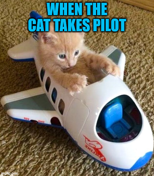 meow meow, vroom vroom, it is cool and cute boom | WHEN THE CAT TAKES PILOT | image tagged in funny,cats,cute | made w/ Imgflip meme maker