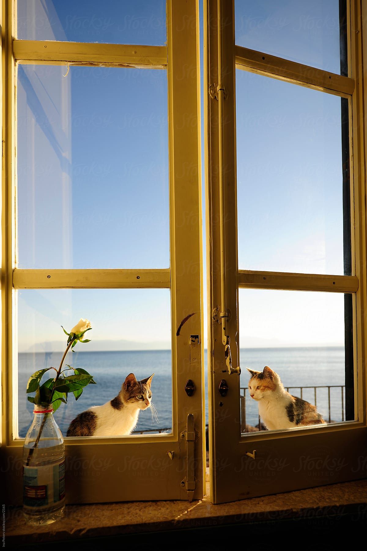 Cats Windows Blank Meme Template