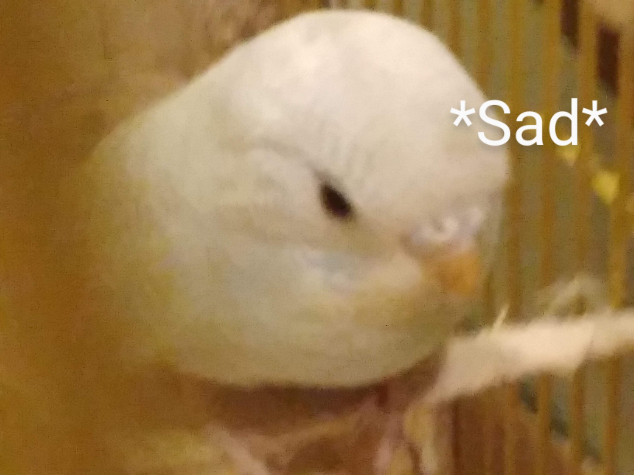 High Quality Sad Budgie Blank Meme Template