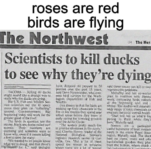  roses are red; birds are flying | image tagged in roses are red,roses are red violets are are blue,funny | made w/ Imgflip meme maker