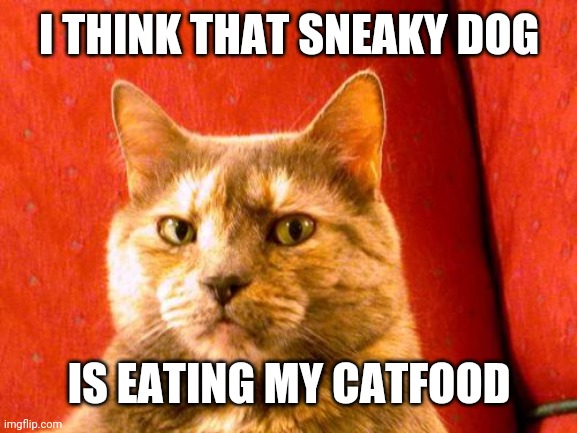 Suspicious Cat |  I THINK THAT SNEAKY DOG; IS EATING MY CATFOOD | image tagged in memes,suspicious cat | made w/ Imgflip meme maker