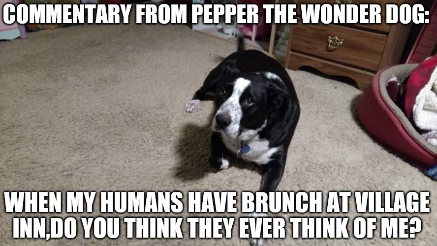 Commentary from Pepper the wonder dog | COMMENTARY FROM PEPPER THE WONDER DOG:; WHEN MY HUMANS HAVE BRUNCH AT VILLAGE INN,DO YOU THINK THEY EVER THINK OF ME? | image tagged in dogs | made w/ Imgflip meme maker