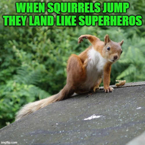 squirrel catapult meme