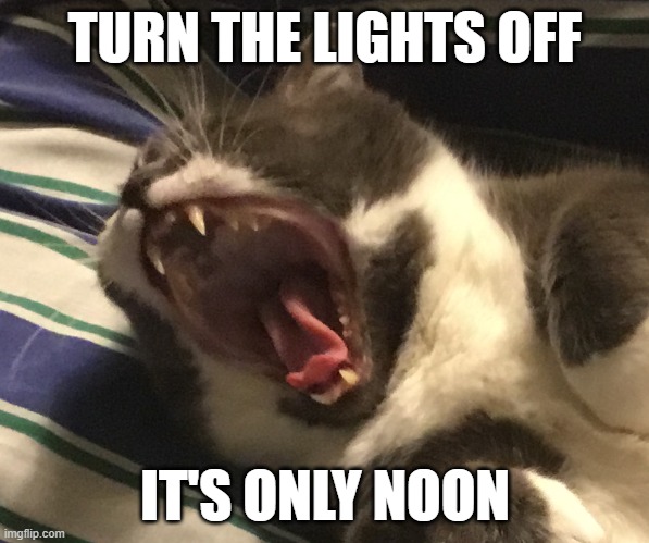 Just 5 more hours please | TURN THE LIGHTS OFF; IT'S ONLY NOON | image tagged in triggered cat | made w/ Imgflip meme maker