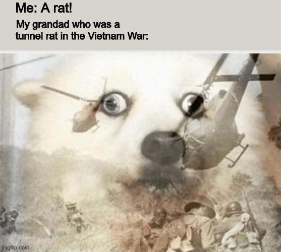 No grandad, i don't want to hear how you almost got america nuked. | Me: A rat! My grandad who was a           tunnel rat in the Vietnam War: | image tagged in ptsd dog | made w/ Imgflip meme maker
