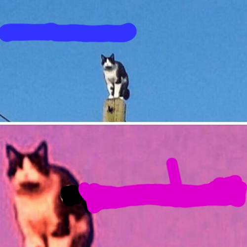 High Quality Cats 2021 Blank Meme Template