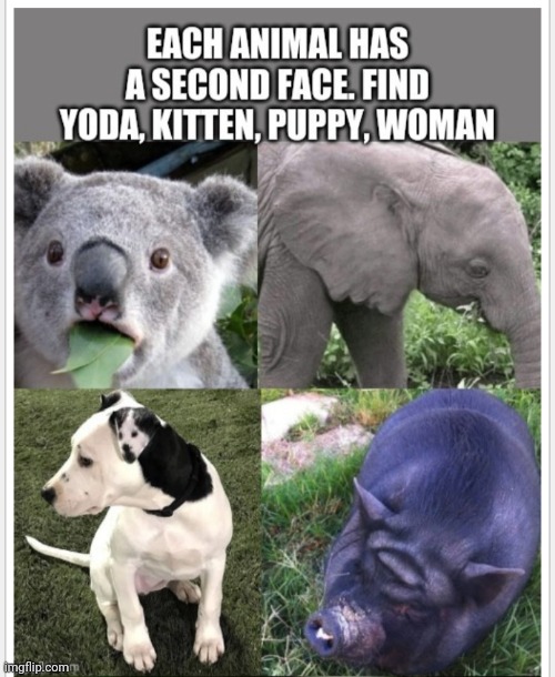 Two faced Animals | image tagged in face,two face,animal | made w/ Imgflip meme maker