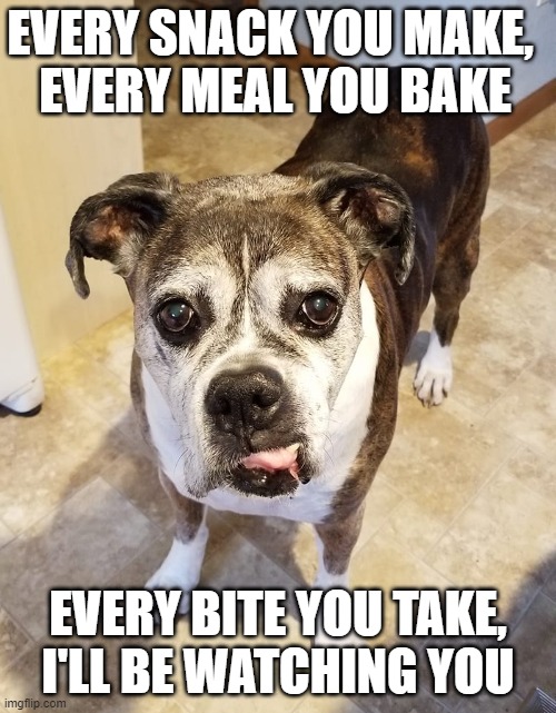 Oscar: Every Bite You Take, I'll Be Watching You | EVERY SNACK YOU MAKE, 
EVERY MEAL YOU BAKE; EVERY BITE YOU TAKE,
I'LL BE WATCHING YOU | image tagged in dogs | made w/ Imgflip meme maker