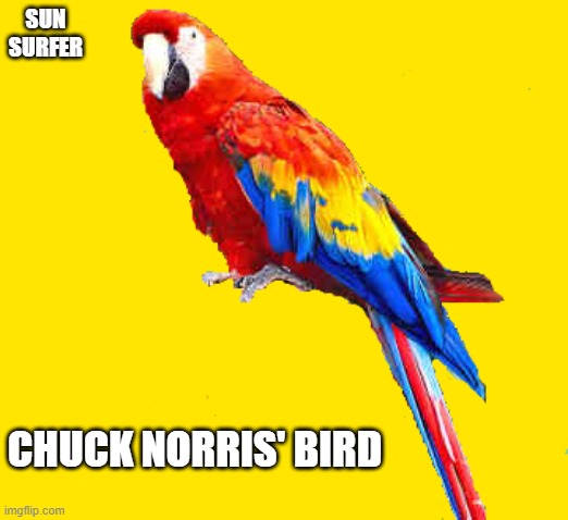 ice land | SUN SURFER; CHUCK NORRIS' BIRD | image tagged in ice land | made w/ Imgflip meme maker
