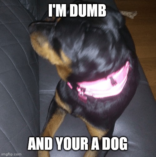 I'M DUMB; AND YOUR A DOG | made w/ Imgflip meme maker