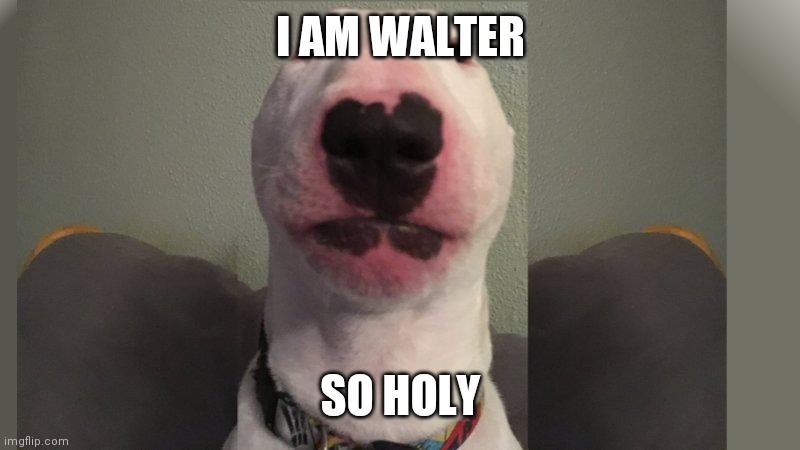 Walter The Dog | I AM WALTER; SO HOLY | image tagged in walter the dog | made w/ Imgflip meme maker