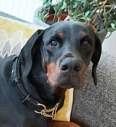 Dobermann Blank Meme Template