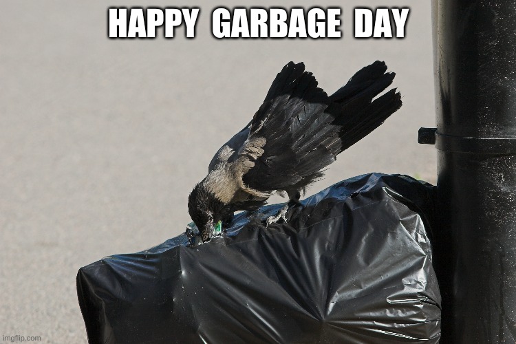Hooded Crow: Happy Garbage Day | HAPPY  GARBAGE  DAY | image tagged in hooded crow,crow,garbage bag,happy,garbage day,bird | made w/ Imgflip meme maker