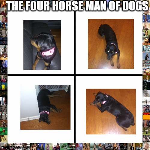 blank drake format | THE FOUR HORSE MAN OF DOGS | image tagged in blank drake format | made w/ Imgflip meme maker