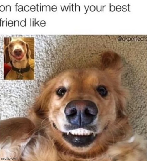 yep, very accurate. (repost) | image tagged in dogs,facetime,best friends | made w/ Imgflip meme maker