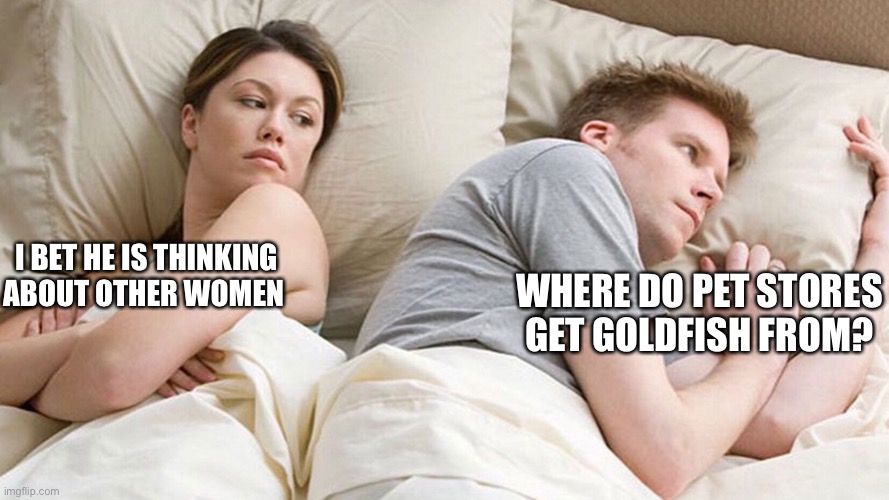 Seriously I don’t know | WHERE DO PET STORES GET GOLDFISH FROM? I BET HE IS THINKING ABOUT OTHER WOMEN | image tagged in couple in bed | made w/ Imgflip meme maker