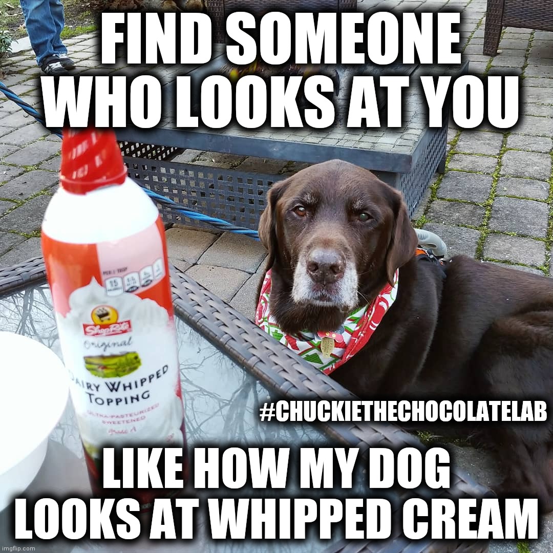 Find someone who looks at you | FIND SOMEONE WHO LOOKS AT YOU; #CHUCKIETHECHOCOLATELAB; LIKE HOW MY DOG LOOKS AT WHIPPED CREAM | image tagged in chuckie the chocolate lab,find someone who looks at you,whipped cream,dogs,funny,memes | made w/ Imgflip meme maker