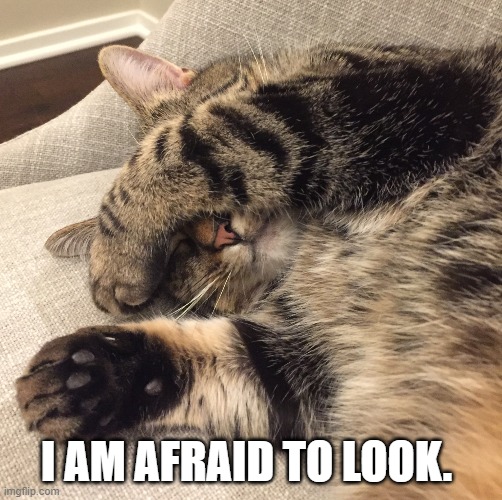 eyes covered cat | I AM AFRAID TO LOOK. | image tagged in eyes covered cat | made w/ Imgflip meme maker