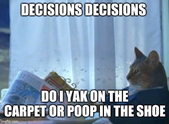I Should Buy A Boat Cat | DECISIONS DECISIONS; DO I YAK ON THE CARPET OR POOP IN THE SHOE | image tagged in memes,i should buy a boat cat | made w/ Imgflip meme maker