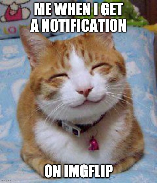 So Happy Cat | ME WHEN I GET A NOTIFICATION; ON IMGFLIP | image tagged in so happy cat | made w/ Imgflip meme maker